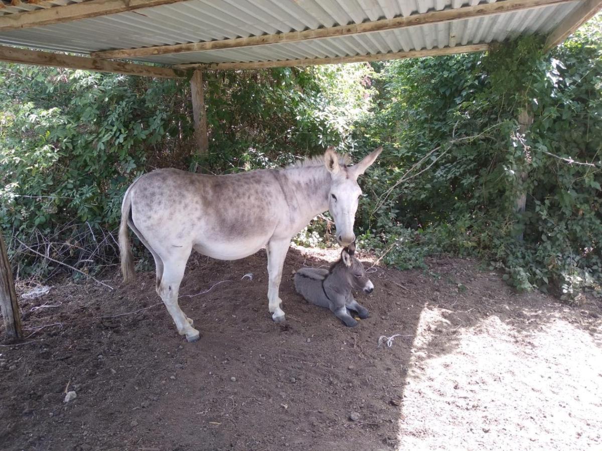 צ'רבטרי Le Casette In Collina מראה חיצוני תמונה